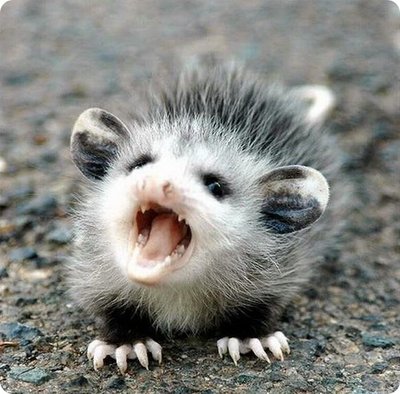 opossum14.jpg